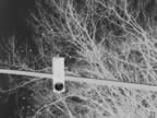 Stoplight Neg.jpg (116kb)